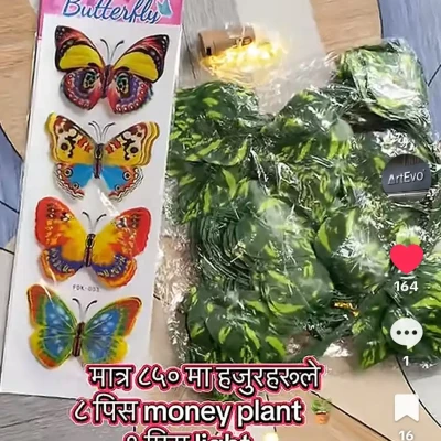 combo set 8 pics money plant , ...