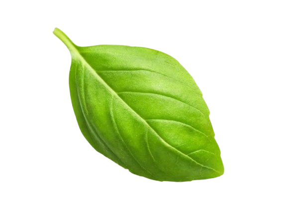 Basil Leaf