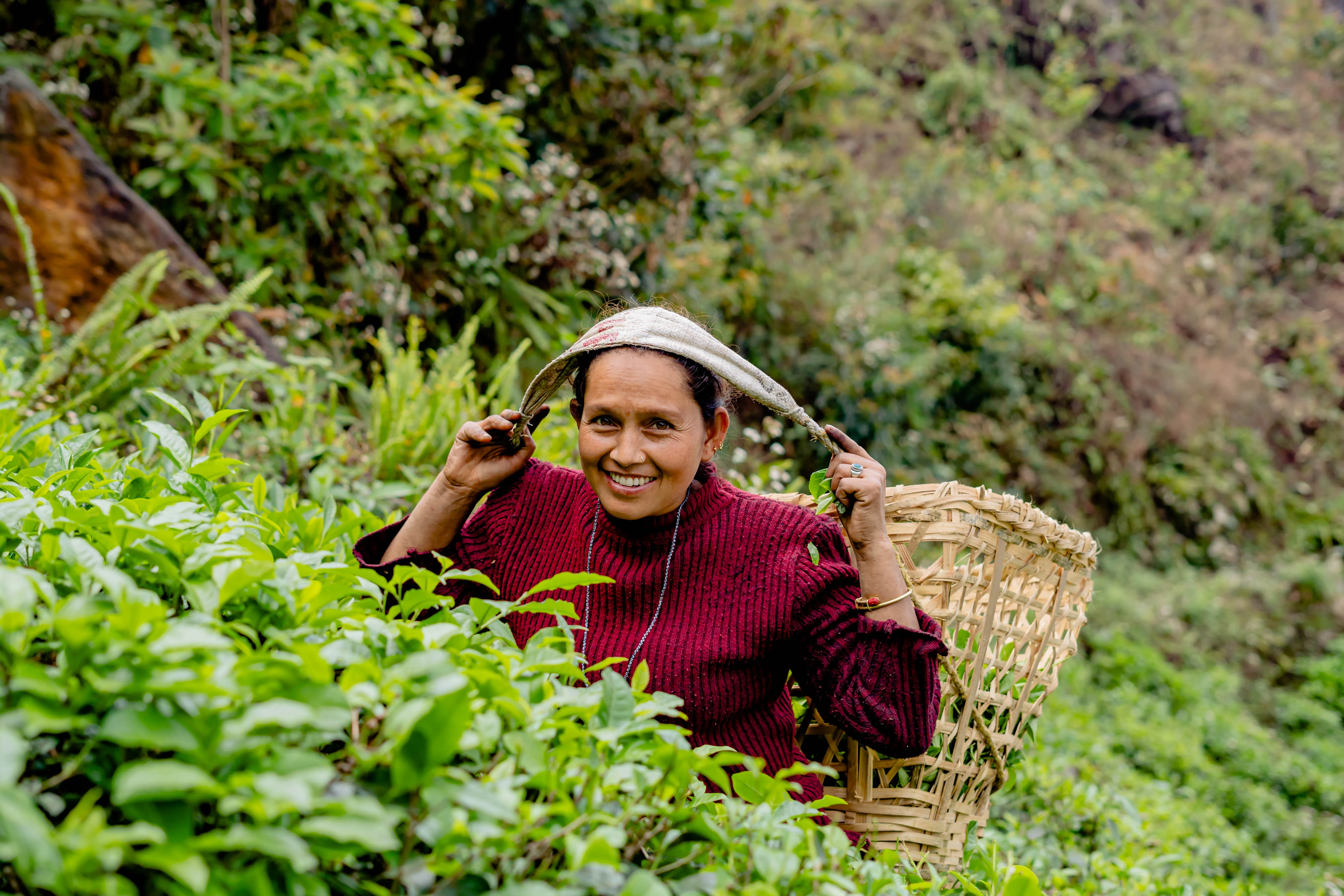 Tea Garden